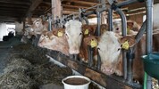 Besonders Rinderbauern sind nicht glücklich über das Mercosur-Abkommen