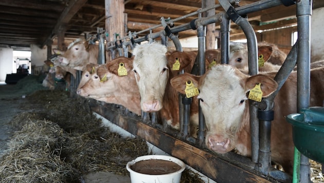 Besonders Rinderbauern sind nicht glücklich über das Mercosur-Abkommen