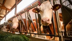 Heimische Landwirte schlagen Alarm.