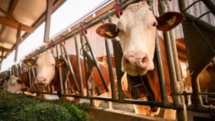Heimische Landwirte schlagen Alarm.