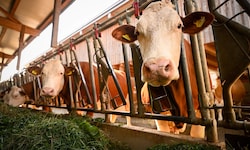 Heimische Landwirte schlagen Alarm.