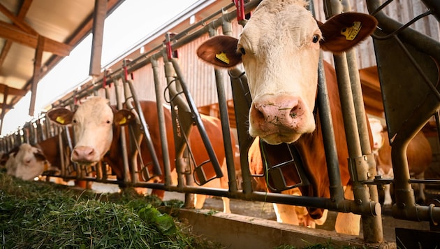 Heimische Landwirte schlagen Alarm.