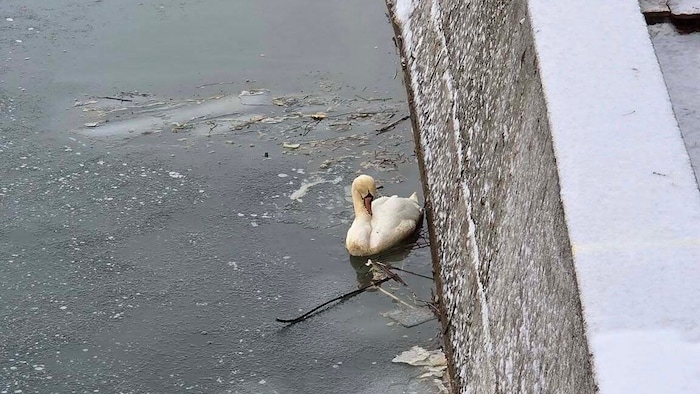 Das Tier war offenbar sehr geschwächt