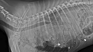 Das Röntgenbild zeigt die tödlichen Verletzungen.