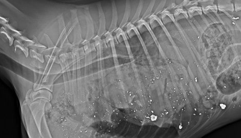 Das Röntgenbild zeigt die tödlichen Verletzungen.