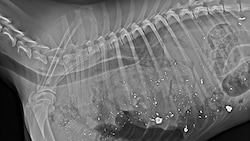 Das Röntgenbild zeigt die tödlichen Verletzungen.