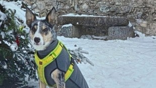 Border Collie „Cooper“ nur wenige Minuten, bevor er von der Kugel eines Jägers tödlich getroffen ...