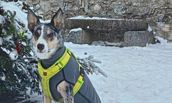 Sieht so ein Fuchs aus? Border Collie „Cooper“ kurz bevor er erschossen wurde