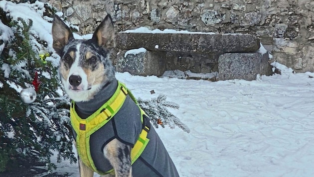 Border Collie „Cooper“ nur wenige Minuten, bevor er von der Kugel eines Jägers tödlich getroffen ...