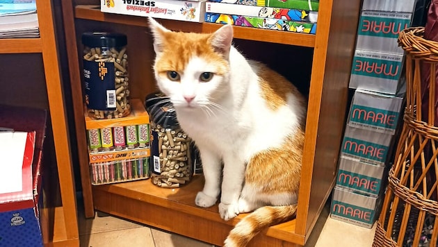 Einer der Stammplätze im Tabakgeschäft: Sein zweites Zuhause hat „Louis“ den Beinamen ...