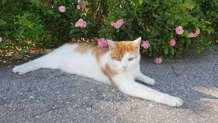 Der Kater vom Bahnhofsplatz ist weit über den Kurort hinaus bekannt. Viele Gäste machen sich ...