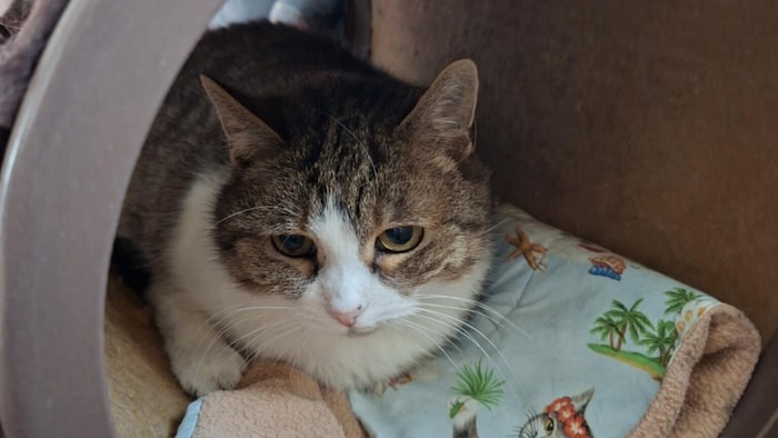 Im liebevoll eingerichteten Katzenhaus dürfen alte oder kranke, kastrierte Streuner geschützt ...