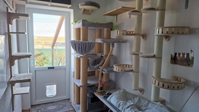 Im liebevoll eingerichteten Katzenhaus dürfen alte oder kranke, kastrierte Streuner geschützt ...