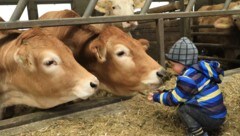 Auch bei der Tierhaltung verweisen die Kärntner Landwirte auf die deutlich höheren Standards bei ...