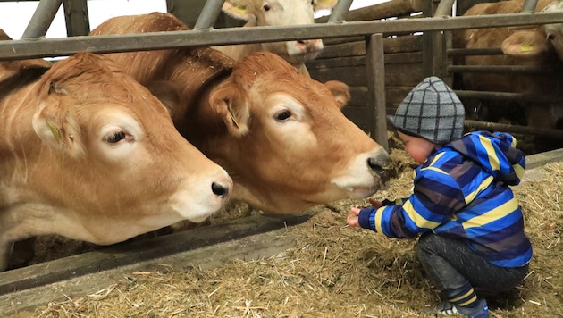 Auch bei der Tierhaltung verweisen die Kärntner Landwirte auf die deutlich höheren Standards bei ...