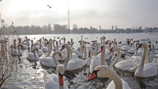 In Wien heimische Tierarten sind auch für tiefste Temperaturen gut gerüstet – wenn Menschen ...