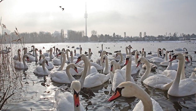 In Wien heimische Tierarten sind auch für tiefste Temperaturen gut gerüstet – wenn Menschen ...