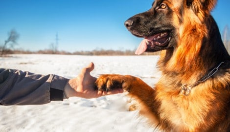 Worauf Hundebesitzer jetzt achten sollten.
