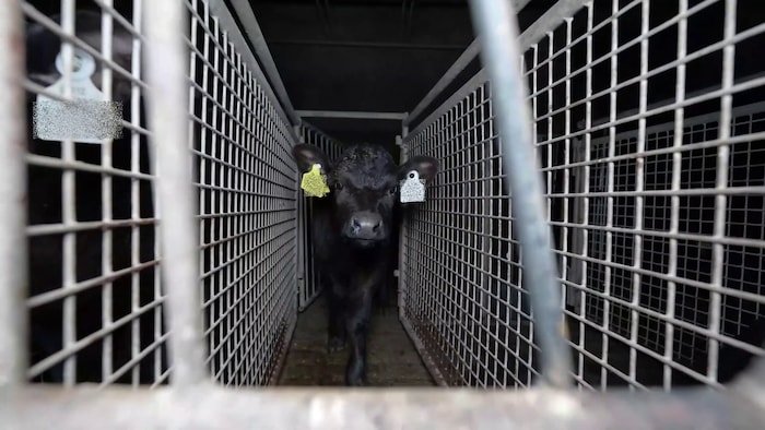 In solchen Metallkäfigen auf Betonspaltenboden werden die Kälber in Holland gehalten.