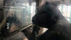 Ai bei einem kognitiven Test mit Zahlenzeichen