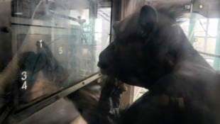 Ai bei einem kognitiven Test mit Zahlenzeichen