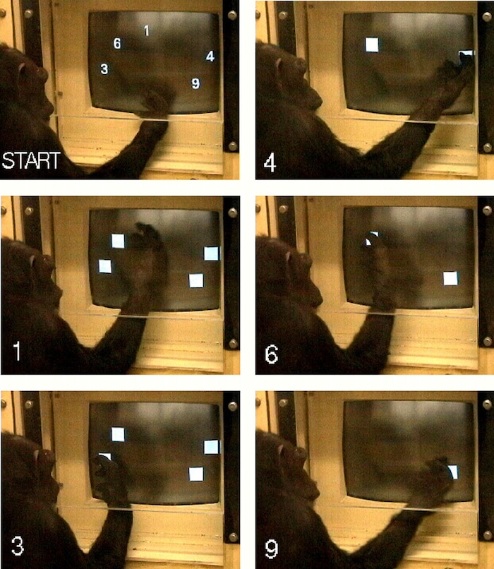 Ai wählt während ihres täglichen Studiums Zahlenfolgen aus.