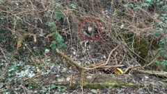 In diesem Gebüsch fanden zwei Kinder menschliche Überreste.