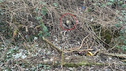 In diesem Gebüsch fanden zwei Kinder menschliche Überreste.