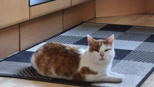 Er ist gekommen, um zu bleiben: das erste Foto von Kater „Louis“ im neuen Zuhause. Jetzt wird ...