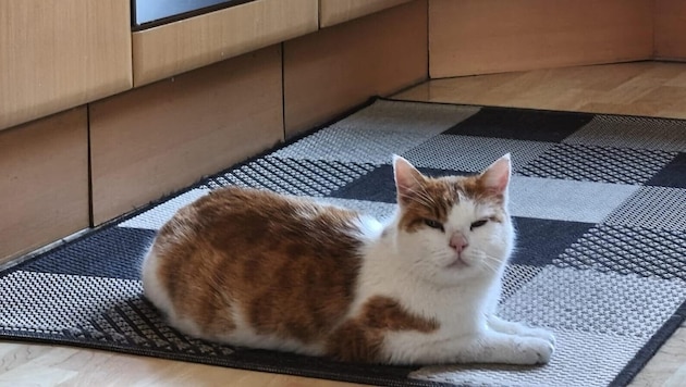 Er ist gekommen, um zu bleiben: das erste Foto von Kater „Louis“ im neuen Zuhause. Jetzt wird ...