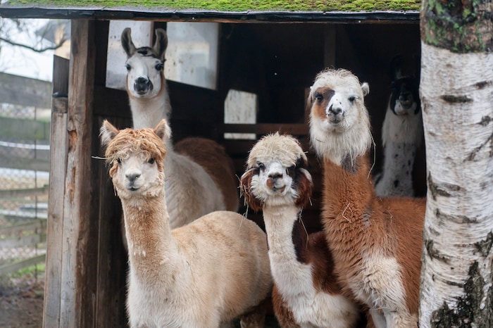 42 neugierige Lamas und Alpakas leben bei Stadler.