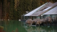 Das Red Bull Hauptquartier in Fuschl