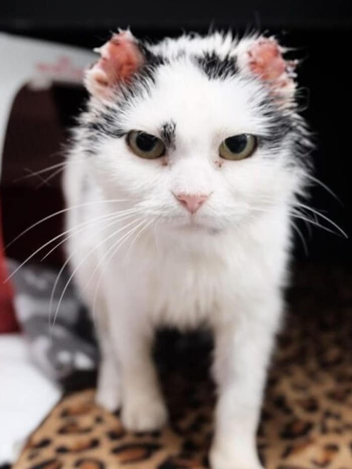 Didi has already had to endure a lot