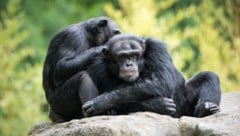 Dass Schimpansen gleichgeschlechtlichen Sex haben, ist schon länger bekannt.