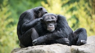 Dass Schimpansen gleichgeschlechtlichen Sex haben, ist schon länger bekannt.