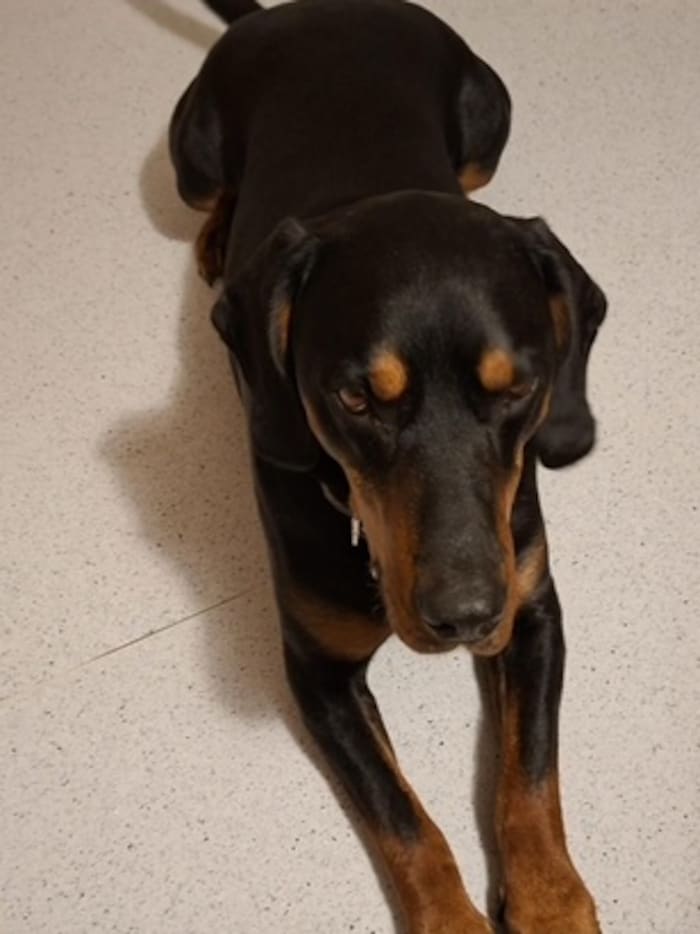 Cäsar wird verzweifelt gesucht.