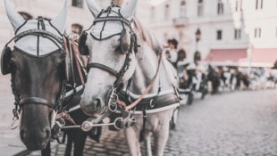 Die Fiaker in der Wiener Innenstadt polarisieren.