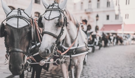 Die Fiaker in der Wiener Innenstadt polarisieren.