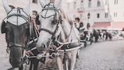 Die Fiaker in der Wiener Innenstadt polarisieren.