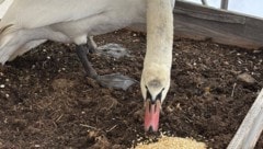 Sobald der Schwan wieder bei Kräften ist, geht es zurück in die Natur.