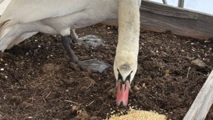 Sobald der Schwan wieder bei Kräften ist, geht es zurück in die Natur.