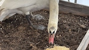 Sobald der Schwan wieder bei Kräften ist, geht es zurück in die Natur.