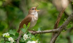 Nachtigallmännchen ahmen den Gesang ihres Rivalens nach.