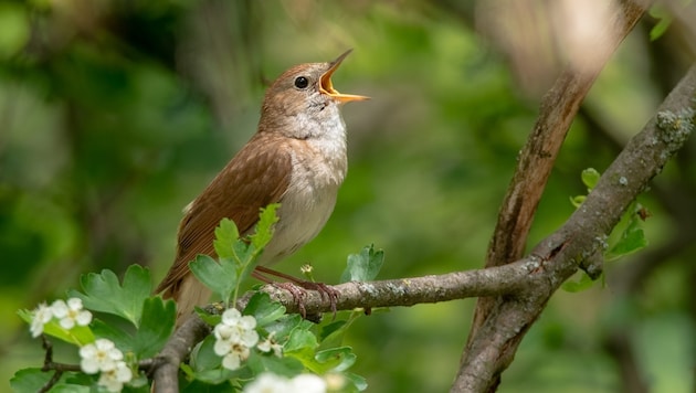 Nachtigallmännchen ahmen den Gesang ihres Rivalens nach.