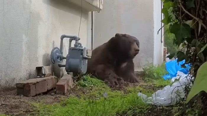 Der 250-Kilo- Bär, wie er aus dem Kellerloch klettert.