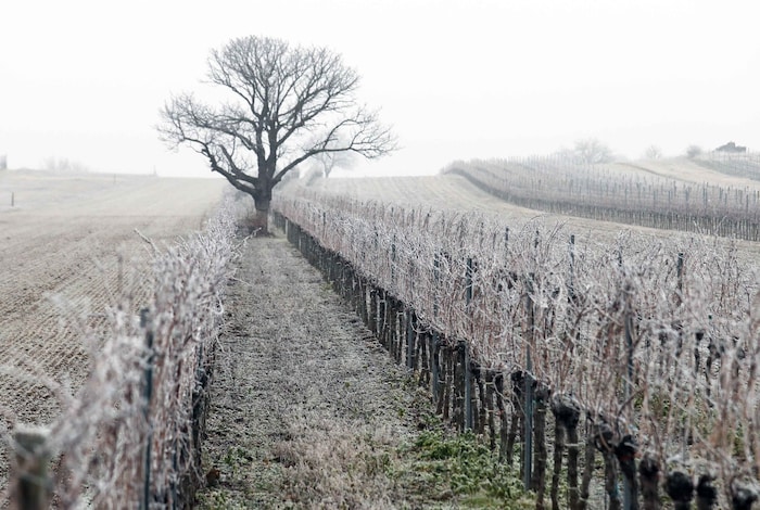 Zugetragen hat sich der Vorfall zwischen den Reben im Burgenland.