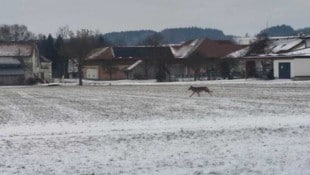 Auch in Hofkirchen/Trattnach wurde ein Wolf fotografiert. 