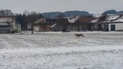 Auch in Hofkirchen/Trattnach wurde ein Wolf fotografiert. 