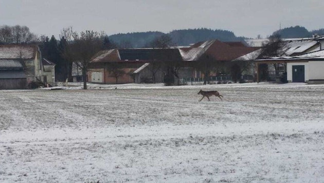 Auch in Hofkirchen/Trattnach wurde ein Wolf fotografiert.
