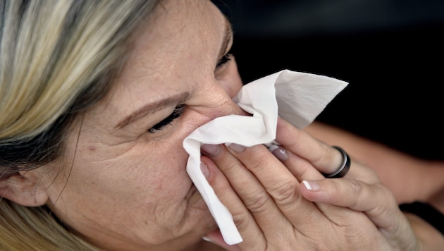 Harmlose Schnupfensymptome sind derzeit oft Vorboten für die echte Grippe.